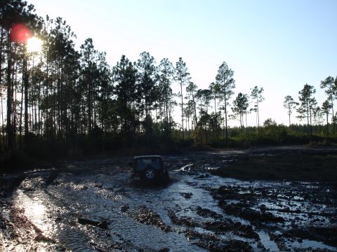 1989 Ford Bronco - A Jeep Wrangler navigates through a muddy track surrounded by pine trees.