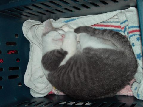 2006 Wildcat Wildcat SS “Lucky”