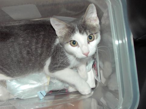 2006 Wildcat Wildcat SS “Lucky”