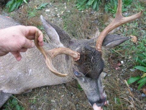 1993 Ford Bronco - A deer with antlers is shown lying on the ground, with a hand holding one of its antlers.