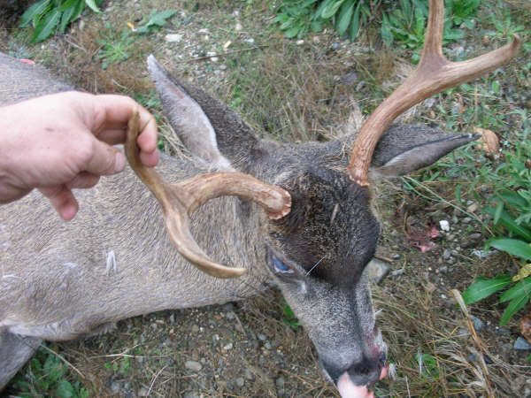Deer with antlers held by a hand, lying on the ground with vegetation