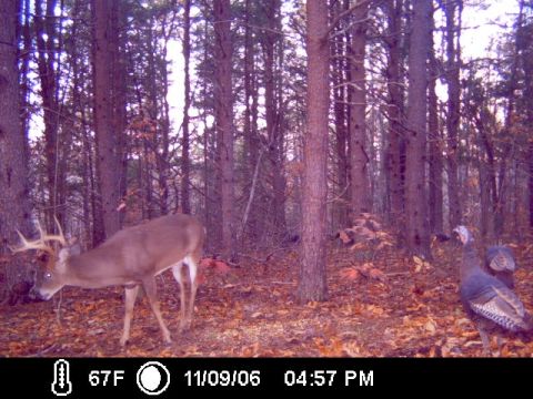 1990 Ford Bronco - Buck deer and turkey captured by a trail camera in a wooded area on November 9, 2006.