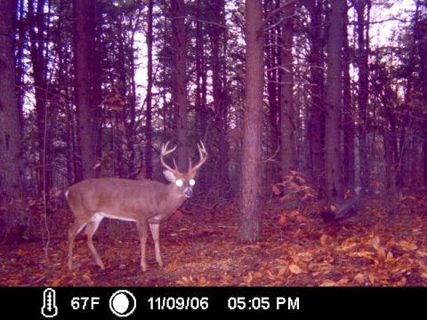 1990 Ford Bronco - A deer stands in a wooded area on November 9, 2006.