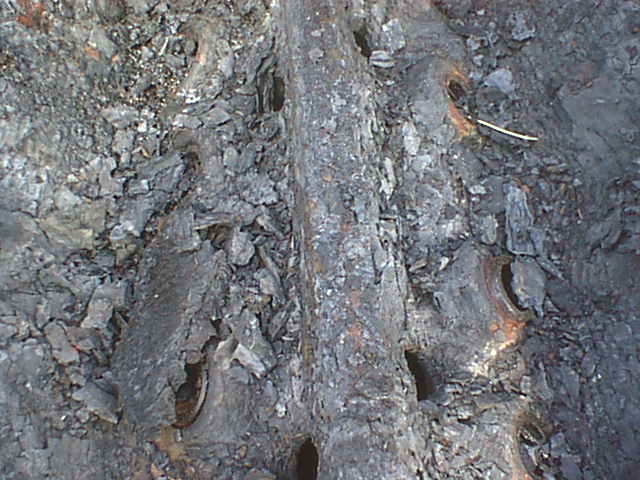 Close-up of decaying weathered tree bark or wood texture