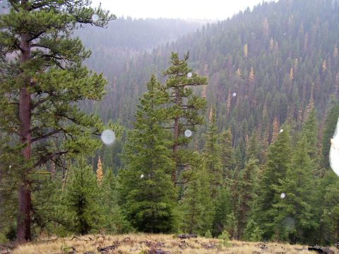 1991 Ford Bronco - A misty forest scene with tall pine trees and rolling hills in the background. The image contains water spots or lens flare.