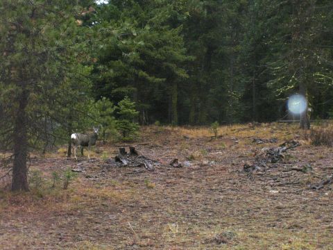 1991 Ford Bronco - A deer stands in a forest clearing, surrounded by trees and dry underbrush.