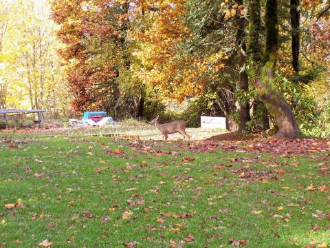 1991 Ford Bronco - A deer stands in a yard during autumn, with colorful foliage and fallen leaves on the ground.