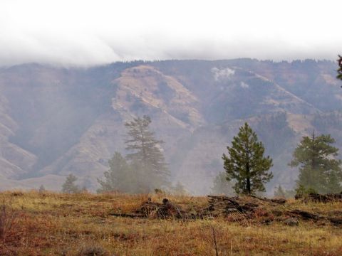 1991 Ford Bronco - A hazy mountain scene with scattered trees and dry vegetation under a cloudy sky.