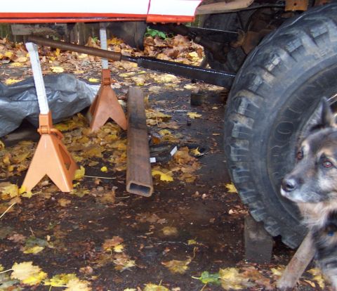 1978 Ford Bronco - A dog observes a vehicle's undercarriage, which is raised on jack stands amidst fallen leaves.