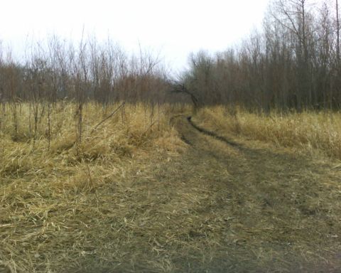 1989 Ford Bronco - A muddy track disappears into a dense thicket of bare trees and tall, dry grass.