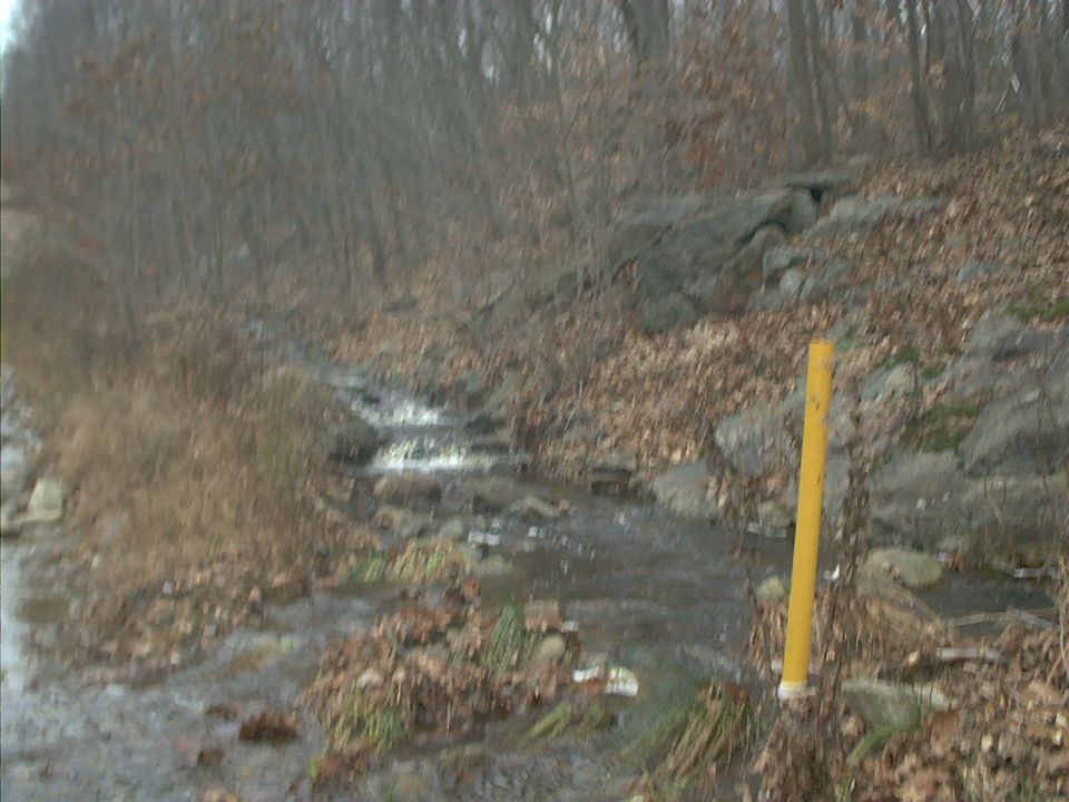 creek flowing through woods with fallen leaves and a yellow pole