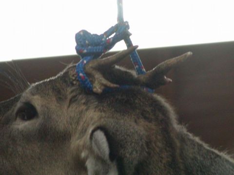 1988 Ford Bronco - A deer head with antlers is shown, suspended by a rope with a blue and red patterned collar around its neck.