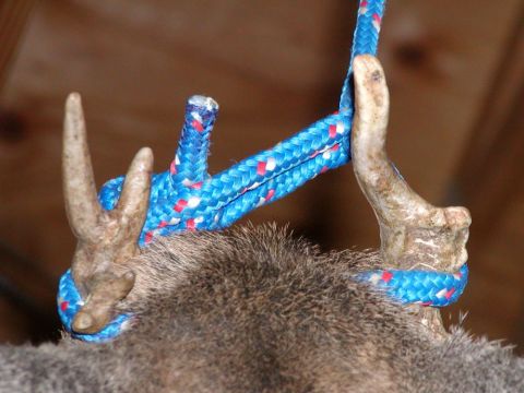 1988 Ford Bronco - Close-up of deer antlers secured with rope, with a Supermotors.net watermark.