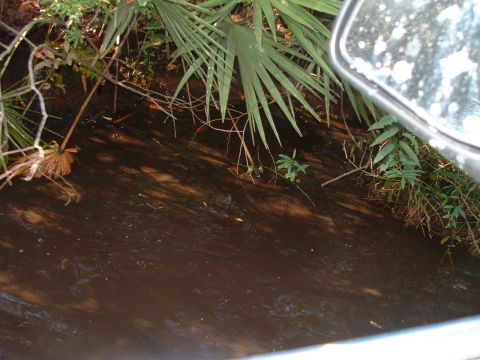 1995 Ford Bronco - A view of murky water and dense vegetation, with a partial reflection of a vehicle's side mirror visible.