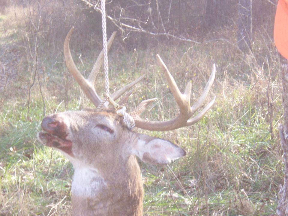 Head of a harvested whitetail buck hanging by rope outdoors