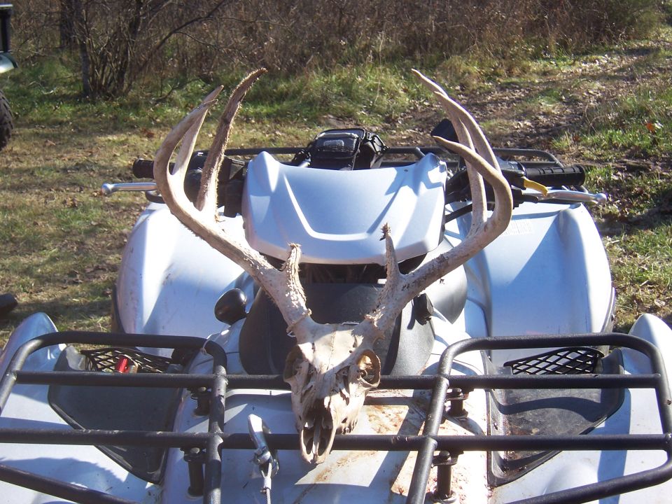 8 pt. found with head stuck in tree