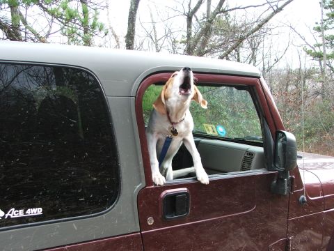 1996 Ford Bronco - A beagle mix dog is howling from the open window of a maroon Jeep Wrangler.