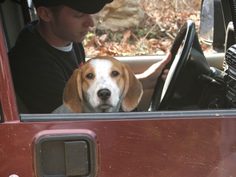 1996 Ford Bronco - A beagle dog sits in the passenger seat of a maroon vehicle, looking out the window.