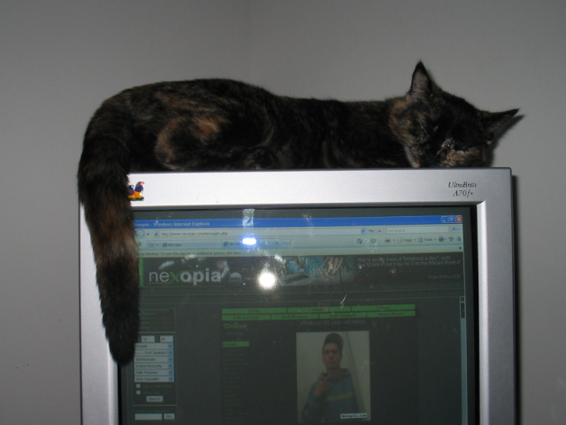 duckie on computer