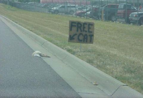 1986 Ford Bronco - Free Cat