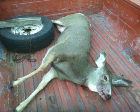 1989 Ford Bronco - A deer lies in the bed of a red pickup truck next to a spare tire and a wooden plank.