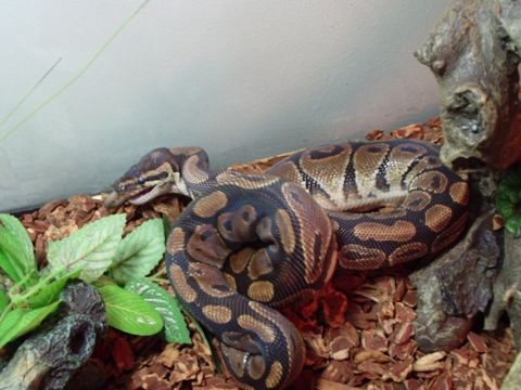 1990 Ford Bronco - A ball python snake is coiled on a bed of wood chips, with green artificial leaves nearby.