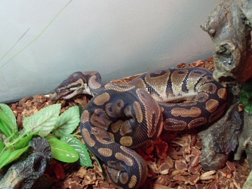 Ball python snake coiled on wood chips with green leaves