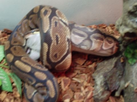 1990 Ford Bronco - Ball python coiled around prey in a terrarium with SuperMotors logo visible.