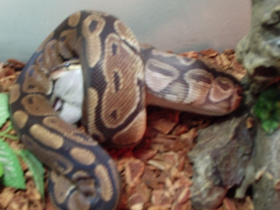 Ball python coiled around prey in a terrarium. SuperMotors logo in lower right