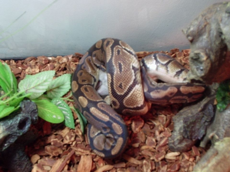 Snake coiled up on wood chips with some plants and rocks