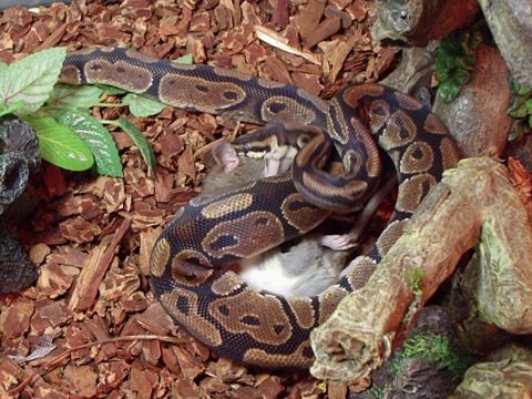 1990 Ford Bronco - A snake consumes its prey within a simulated natural habitat.