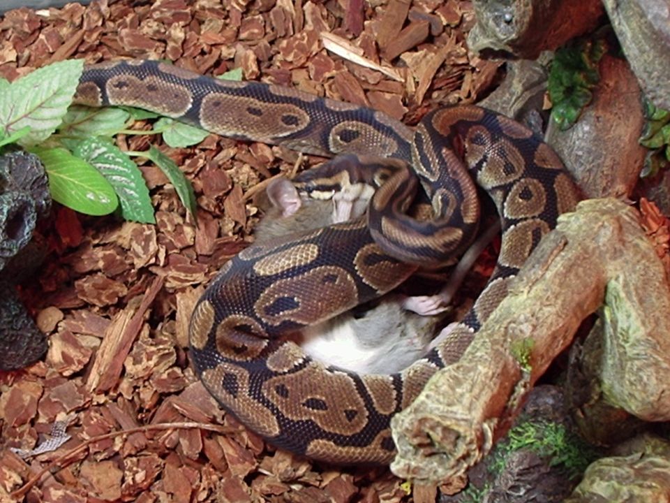 Snake coiled around a mouse in a terrarium with wood chips and plants