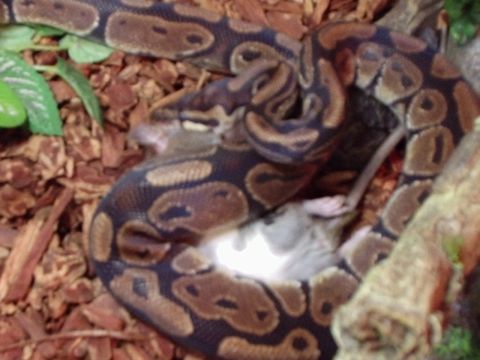 1990 Ford Bronco - A snake is shown consuming a mouse in its habitat, with a website logo visible in the corner.