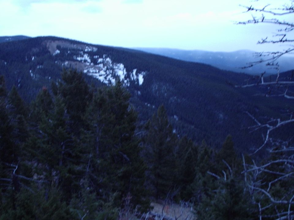 Mountain landscape with dark evergreen trees in the foreground and snow-dusted hills in the background under a pale sky