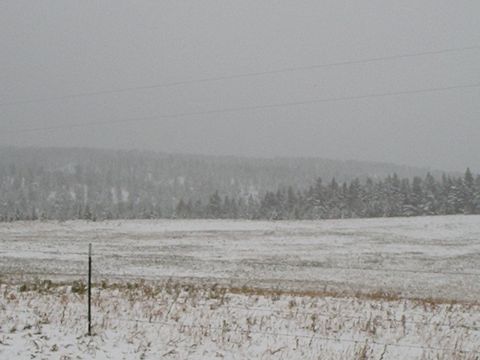 1990 Ford Bronco - A winter scene shows a field covered in snow with a line of pine trees in the distance.