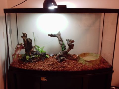 1990 Ford Bronco - A terrarium setup with decorative elements and a water dish, lit from above.