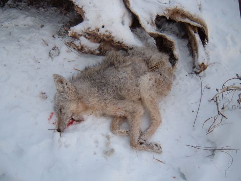 1979 Ford Bronco - A coyote lies dead in the snow, its fur matted and blood visible around its muzzle.