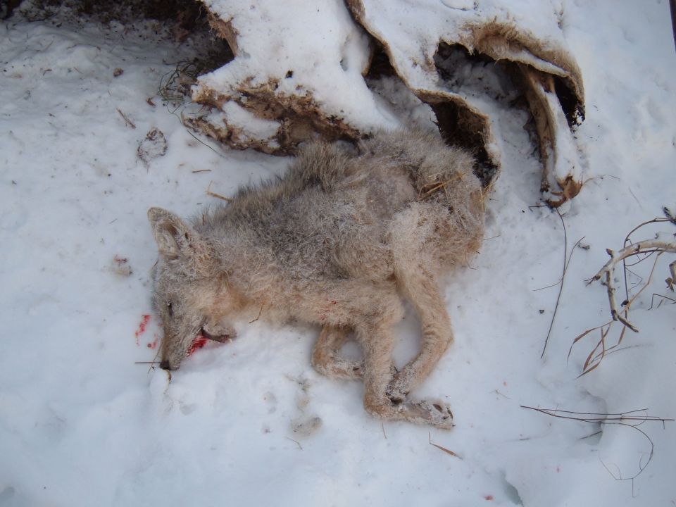Dead coyote in snow with blood near its mouth