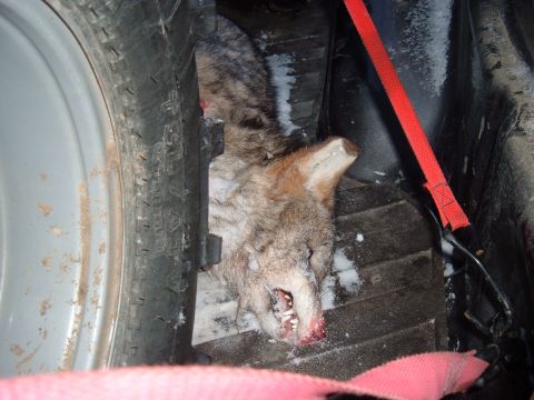 1979 Ford Bronco - A dead coyote is shown in the cargo area of a vehicle, next to a spare tire and a red strap.