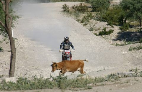 1990 Ford Bronco - motorcycle racer rides down a dusty desert trail as a brown cow wanders across the path in front of him.