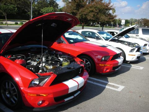 1998 Ford Crown Victoria - row of red-and-white-striped Shelby GT500 Mustangs with hoods raised, parked at an outdoor car gathering.