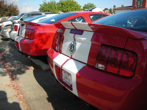 1998 Ford Crown Victoria - Several red Shelby Mustangs with white racing stripes lined up along a curb, viewed from behind.