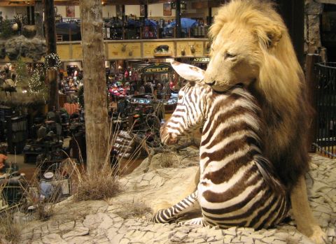 1986 Ford Bronco - A lion is shown in the process of attacking a zebra within a zoo habitat.