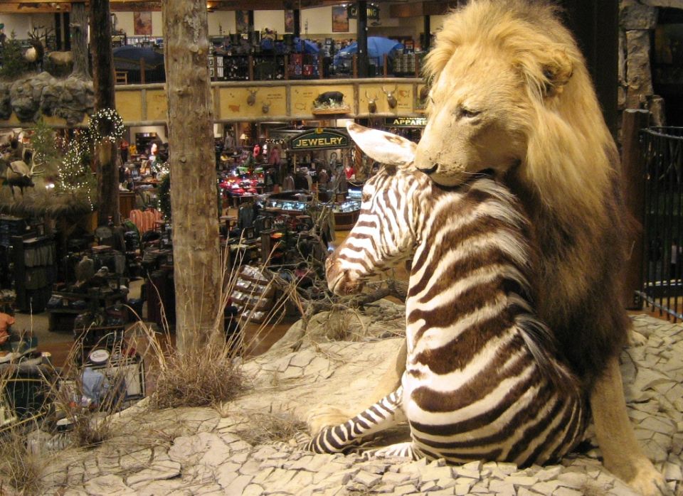 Lion on top of a zebra in a zoo enclosure