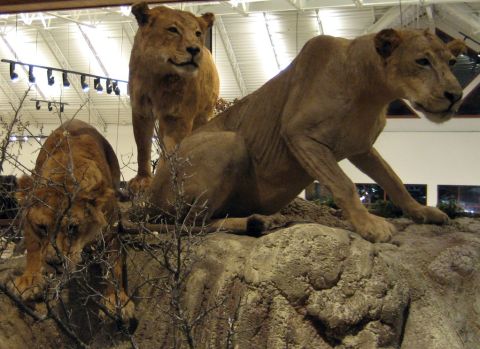 1986 Ford Bronco - A diorama taxidermied animals, including a lion, is presented in a museum setting.