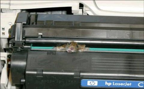 1996 Ford Bronco - Dear IT department, My printer does not work any longer. What error message did you get? No error message, my mouse is stuck. Your mouse is…