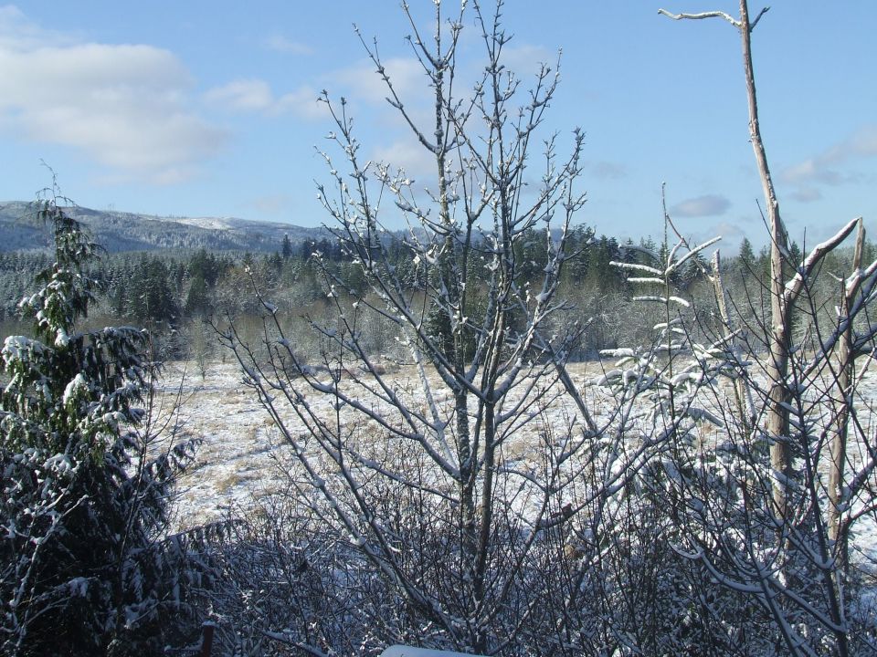 Snowy landscape with trees and a blue sky