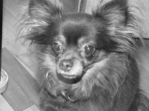 1990 Ford Bronco - This is a photo of a long-haired chihuahua dog.