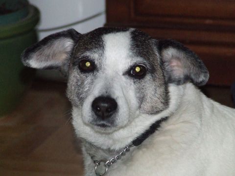 1990 Ford Bronco - A dog with distinctive white and gray markings on its face and ears looks directly at the camera.