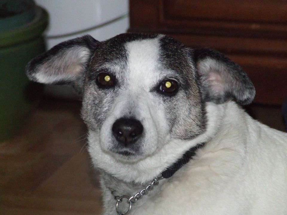 dog with white and gray fur, wearing a collar